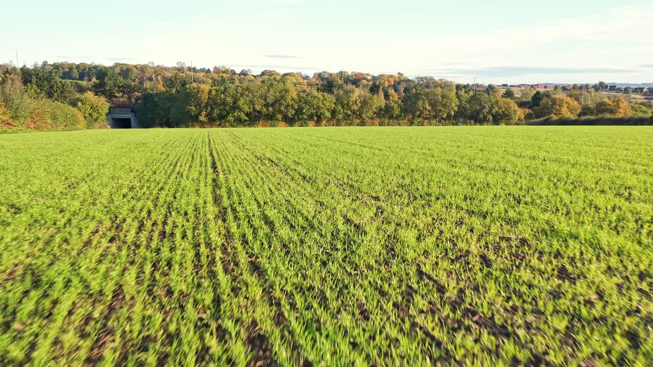Lush green arable crop grows in neat rows beneath clear autumn sky, and tractor tire patterns lead across the field toward a wooded ridge near Hemingfield
