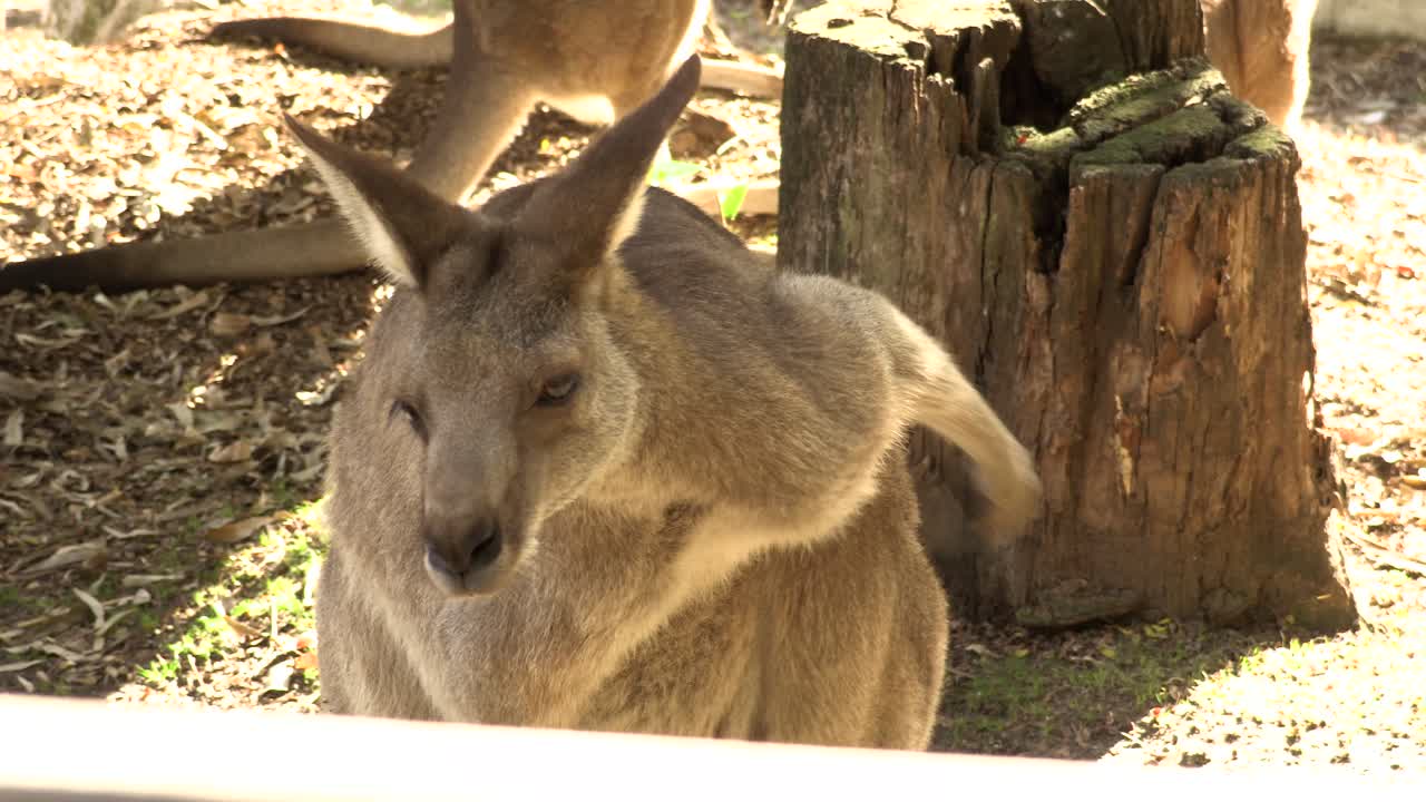 canguro australiano en cautiverio