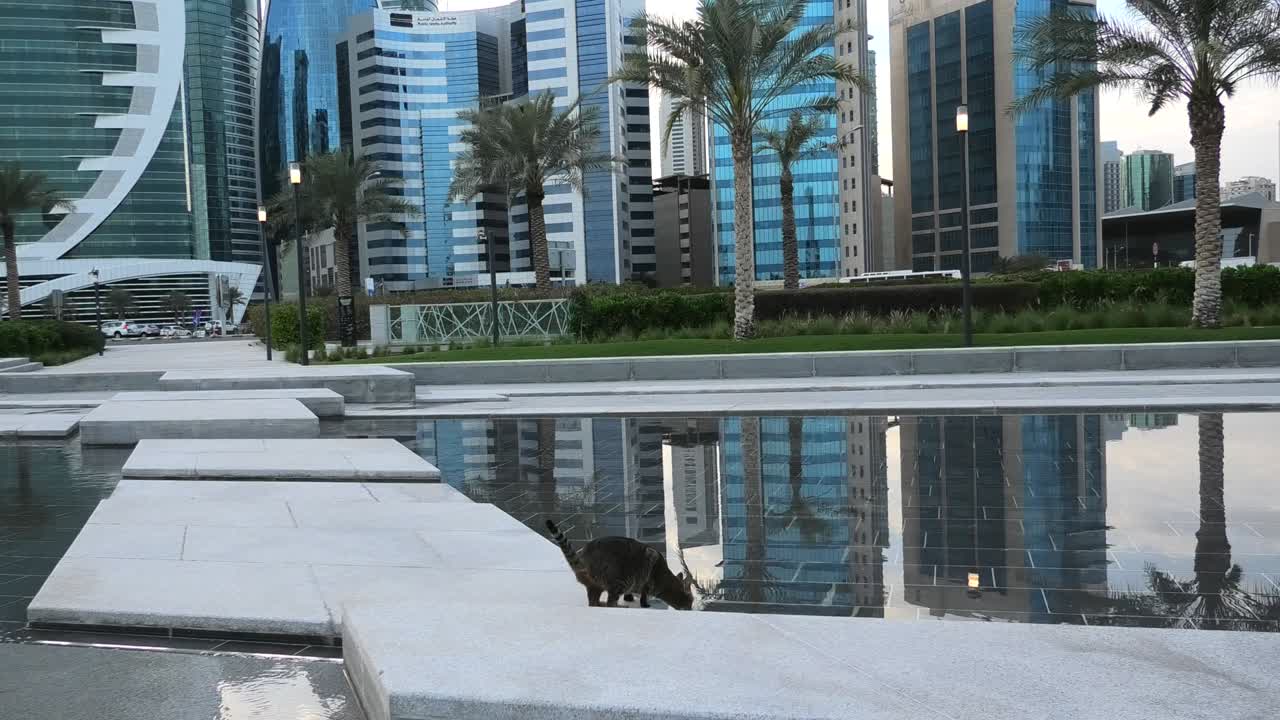 도하 스카이라인 고양이