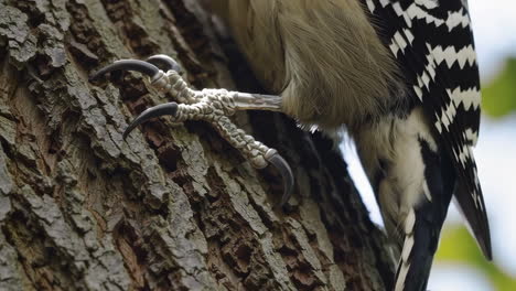 close-up of a woodpecker's claw gripping a tree trunk