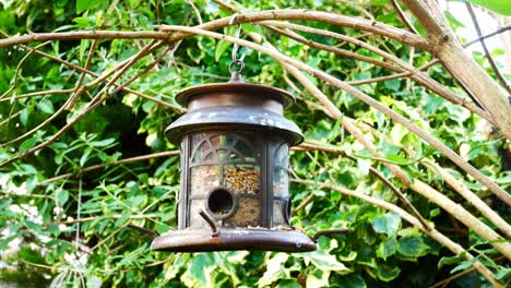 ornate metal garden bird feeder filled with nuts and seeds swaying from branch in the breeze