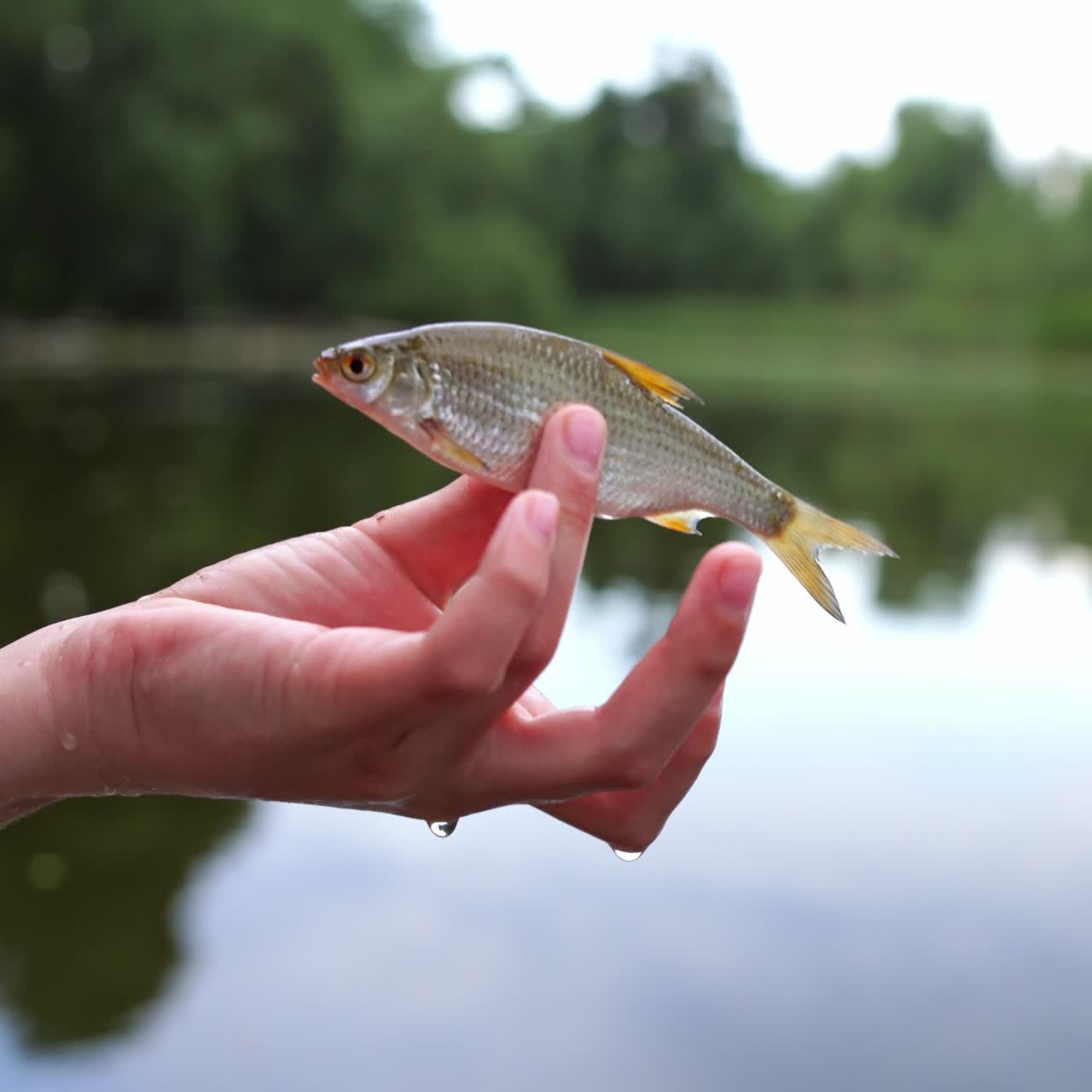 Fish in the hands close up
