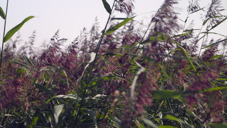 meadow of tall purpletop tridens wild grass blows in summer breeze