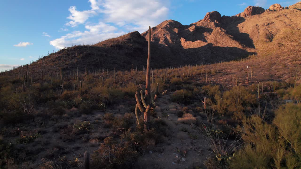Saguaro Cactus at sunset, panoramic shot in the Arizona desert, 4K