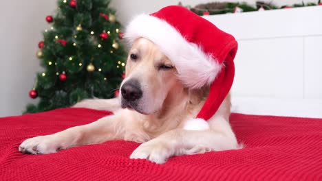 a golden retriever in a santa claus hat lies on a red blanket near a christmas tree with a garland. dog for the new year. christmas card with pet