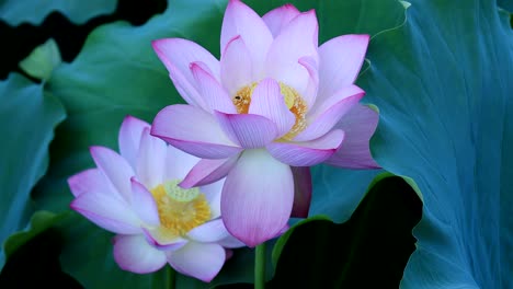 beautiful pink lotus flower with green leaves in pond