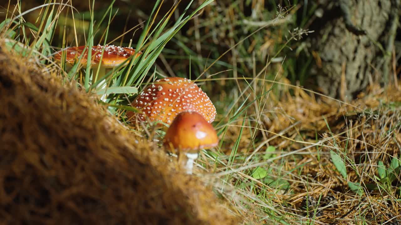 A fly agaric mushroom on the forest floor along with decaying leaves, grass, and tiny shrubs