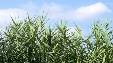 View-of-reeds-field-with-a-sky-with-white-clouds-in-the-background