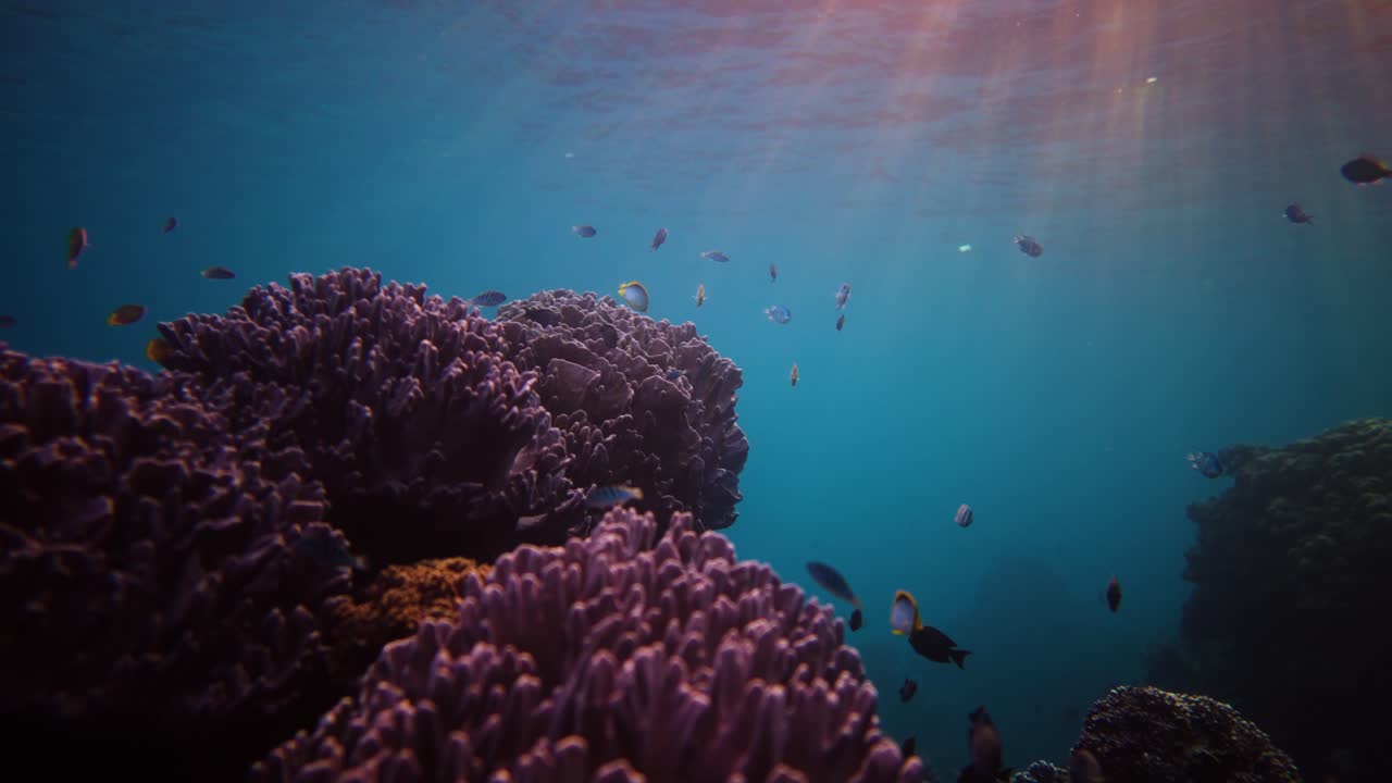 Varietà di specie di pesci che nuotano intorno a bellissimi coralli rosa con la luce del sole che filtra attraverso l'acqua limpida dell'oceano in modo cinematografico