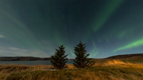 green northern lights dancing over two pine trees, stable timelapse