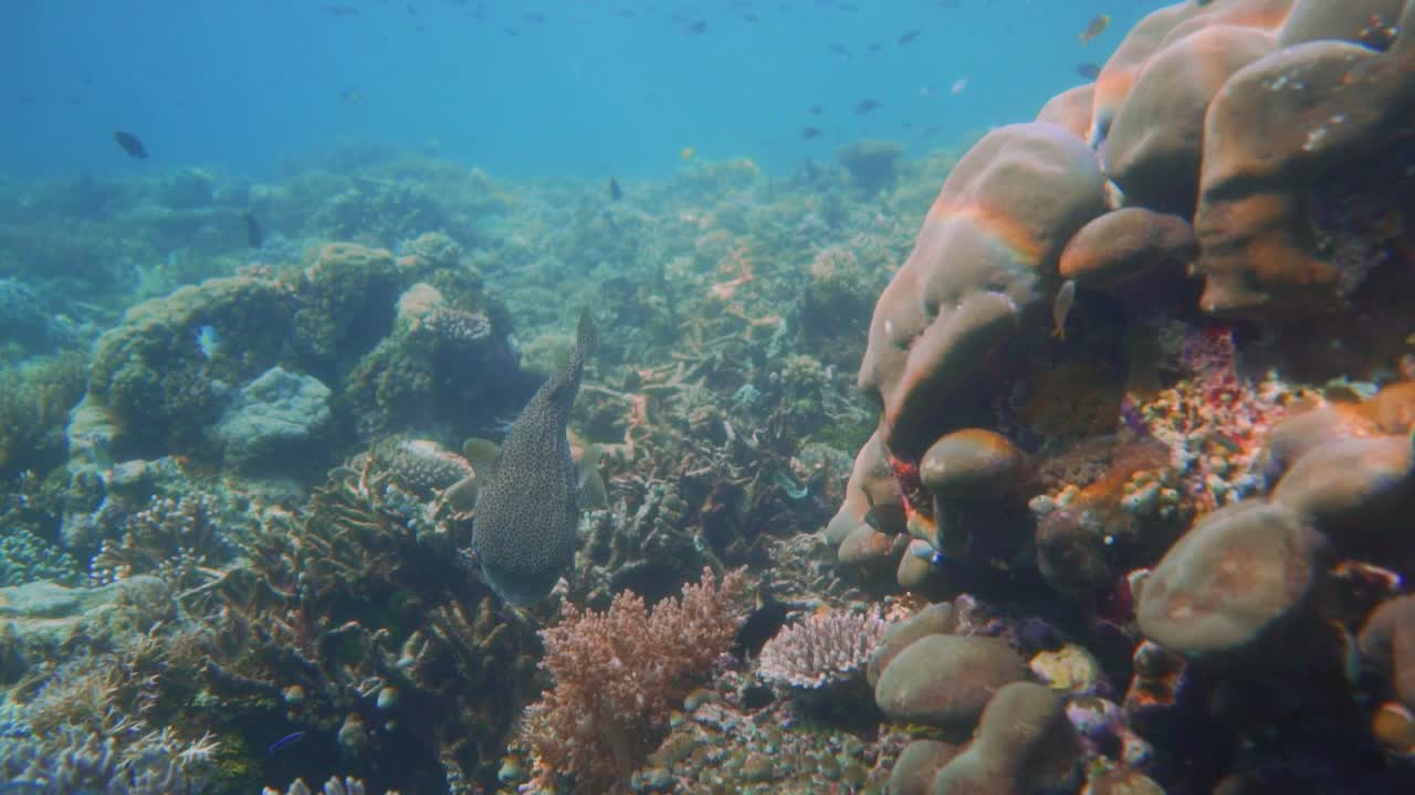 clip de una colorida escena de coral con un solo pez procupino escondido debajo de un coral