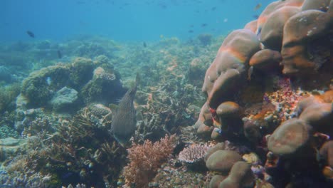 Clip-De-Una-Colorida-Escena-De-Coral-Con-Un-Solo-Pez-Procupino-Escondido-Debajo-De-Un-Coral