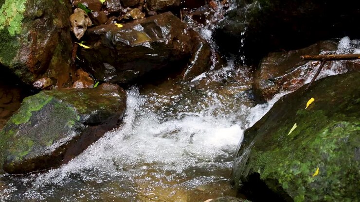 Clear water rushes over moss-covered rocks in a shaded rainforest stream, captured with a steady camera and natural daylight in Coffs Harbour, Australia