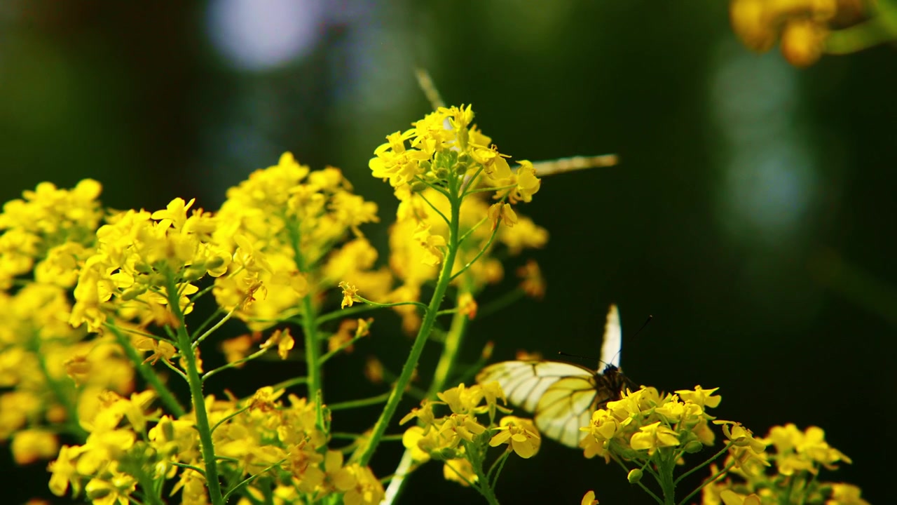 Butterflies hover over bright yellow flowers. Sunlight highlights delicate wings and petals. Nature's quiet beauty captured in motion. Ideal for nature, travel, or environmental themes