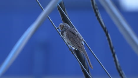 Blick-Auf-Einen-Braunohrigen-Bulbul,-Der-Sich-Putzt-Und-Auf-Einem-Draht-Sitzt---Nahaufnahme