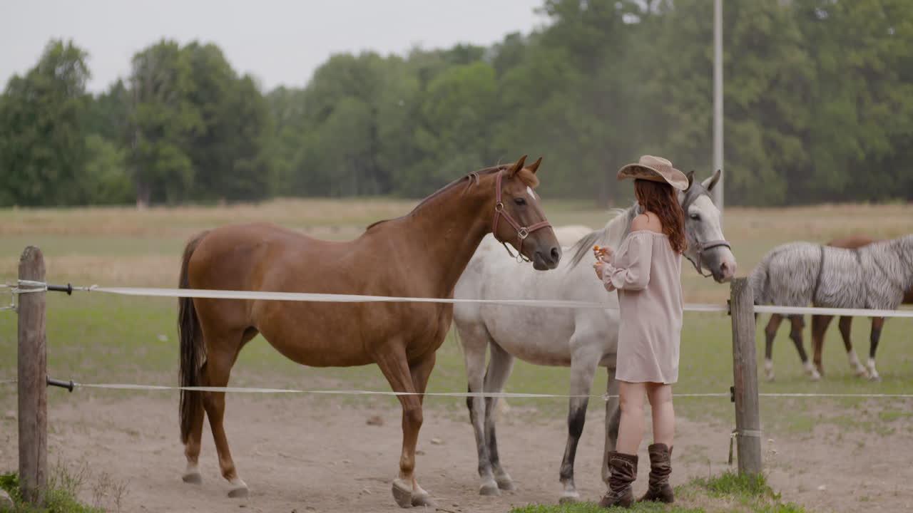 Donna con cappello da cowboy con cavalli in un campo rurale