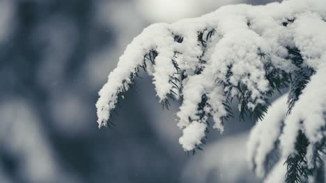 纯白的第一片雪覆盖了松树的树枝