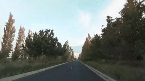 tall trees line the road in this time lapse drive