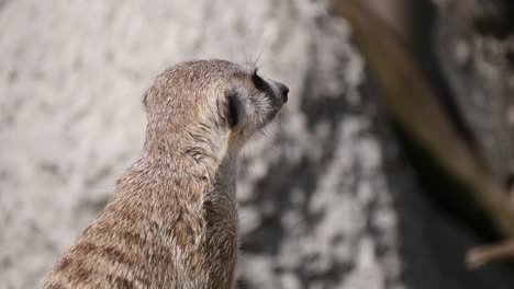 cerca de la dulce suricata mirando el cielo durante un día soleado al aire libre entre las montañas