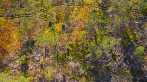 Luftaufnahmen-Von-Oben-Nach-Unten,-Die-Nach-Dem-Holzeinschlag-Nach-Links-über-Einen-Spätherbstwald-Gleiten