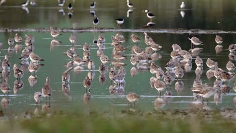 bandada de godwit de cola de barra alimentándose en el estanque del estuario de nueva zelanda durante la migración