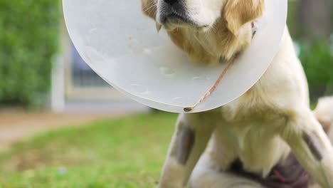 perro con un cono alrededor de la cabeza que parece confundido y perezoso, recién salido de la cirugía