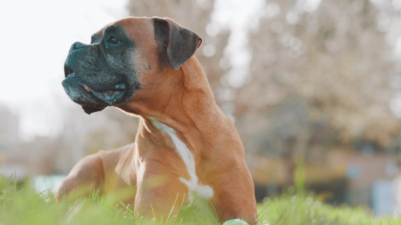 Boxer dog lying on grass making faces