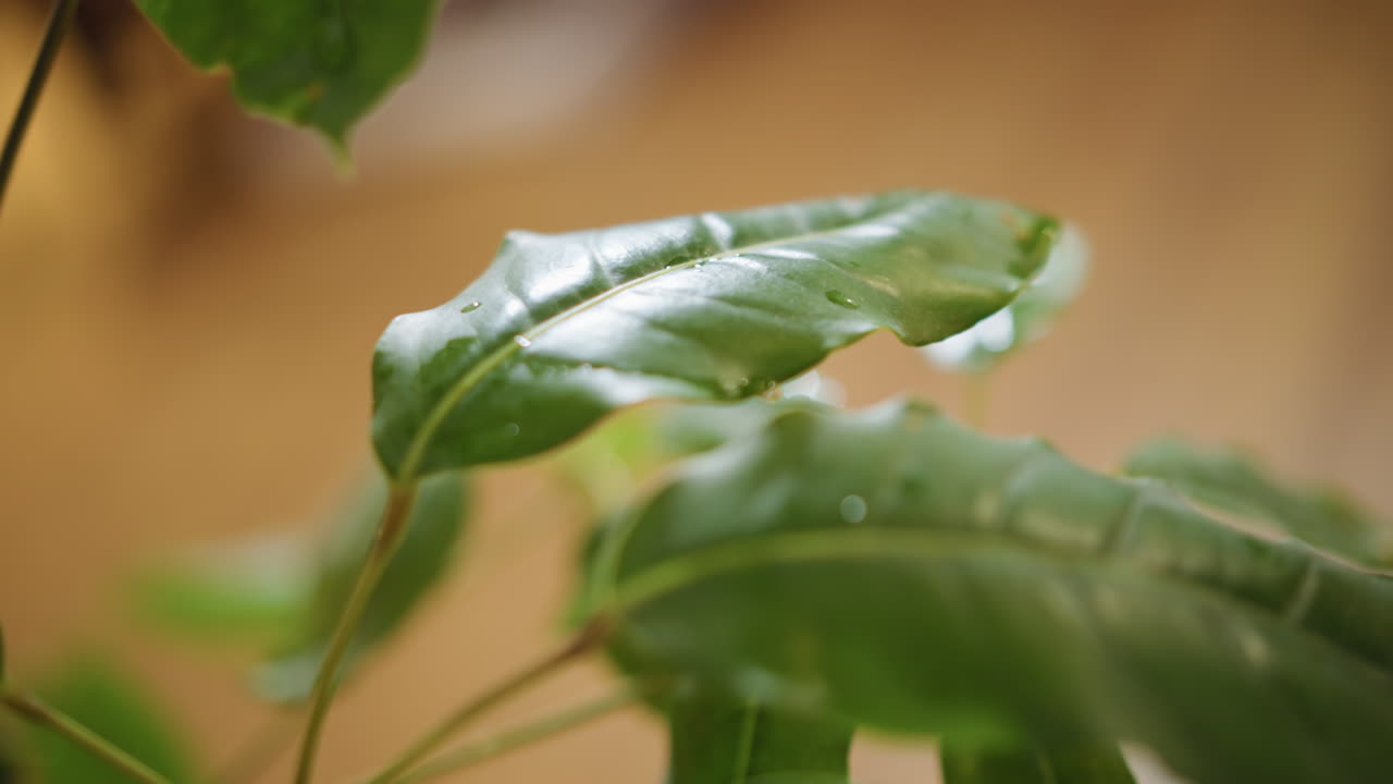 Closeup green leaf with water droplets after spraying indoors, showing moisture, freshness, hydration, natural detail, eco lifestyle, healthy plant environment with blurred warm background