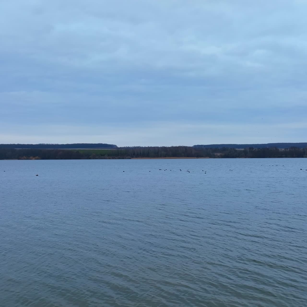 Little black silhouettes of ducks floating by the lake. Flock of birds on the surface of gray river. Gray sky background