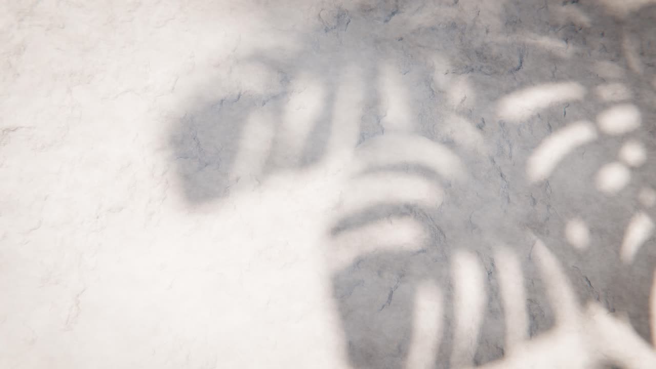 Moving Shadow of Tropical Leaf on Textured White Wall