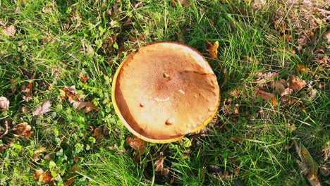 orange oak bolete fungus growing on an oak tree stump