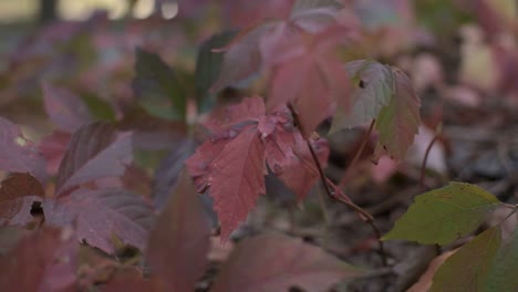 Windiger-Sonniger-Herbsttag-Und-Rote-Sich-Bewegende-Blätter