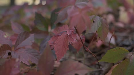 Ventoso-Día-Soleado-De-Otoño-Y-Hojas-Rojas-En-Movimiento