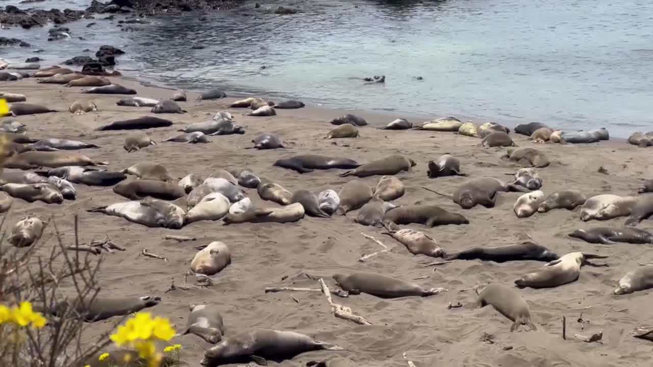 Primo piano cinematografico con panoramica e messa a fuoco che cambia da piante costiere a elefanti marini settentrionali che riposano sulla spiaggia a Piedras Blancas, California