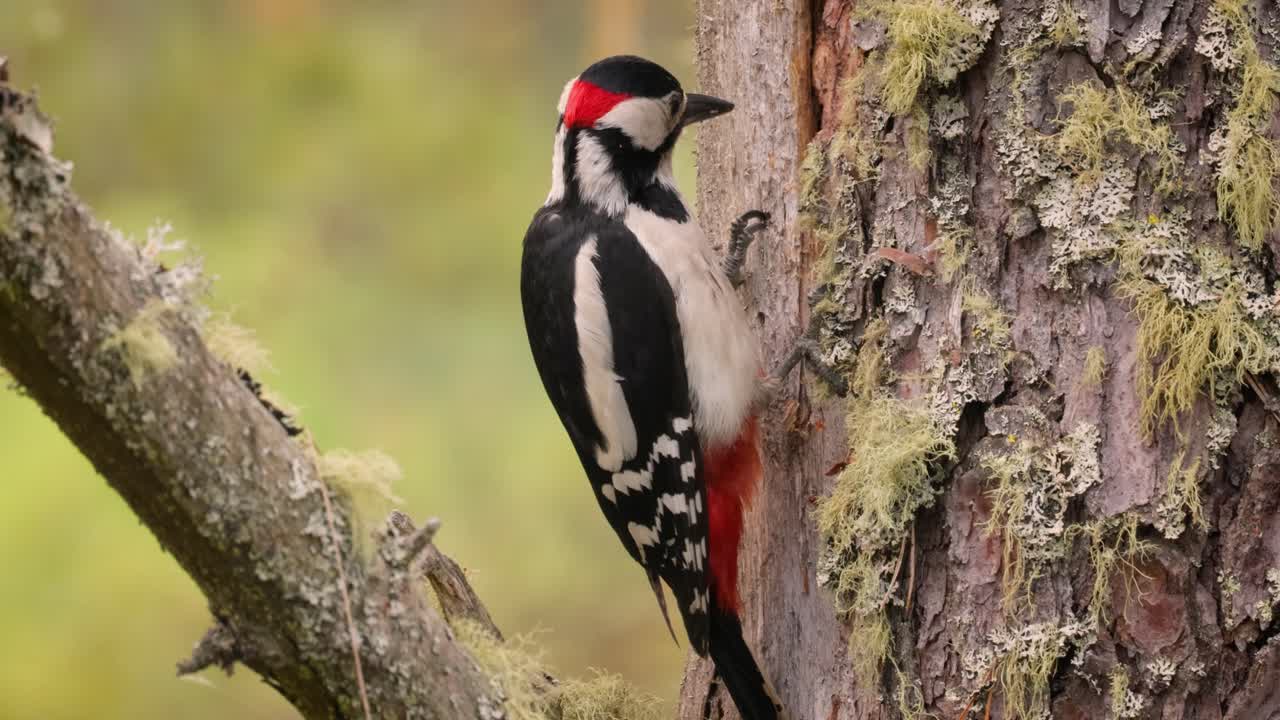 gran pájaro carpintero manchado en un árbol en busca de comida. gran carpintero manchado (dendrocopos major) es un carpintero de tamaño mediano con plumaje negro y blanco y una mancha roja en la parte inferior del vientre