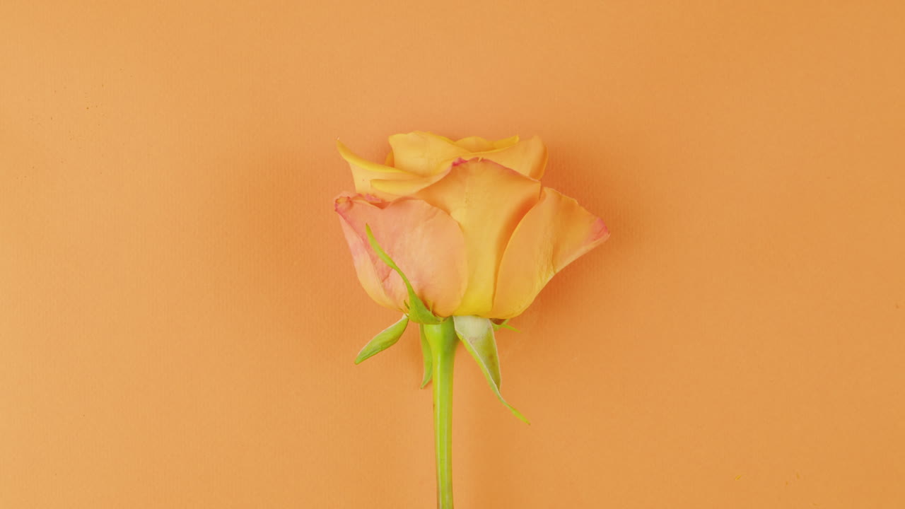Single Peach Orange Rose on Orange Background