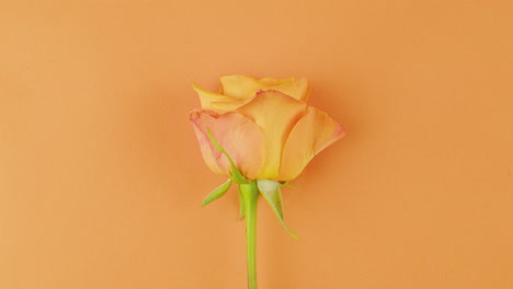 single peach orange rose on orange background