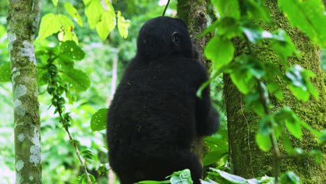 baby gorilla climbs tree with ease, amongst trees in dense rainforest