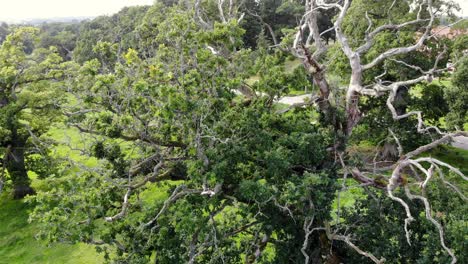 Aerial-drone-landing-towards-magnificent-Quercus-petraea-or-Irish-oak-tree-with-huge-branches