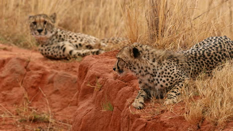 two cheetahs resting on a rock in the african savanna