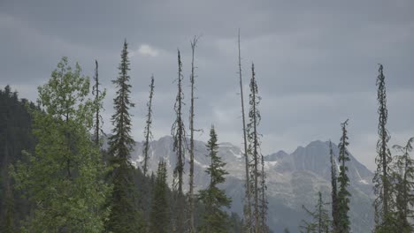 Berge-Hinter-Einer-Reihe-Hoher-Bäume,-Die-Sich-Im-Wind-Wiegen