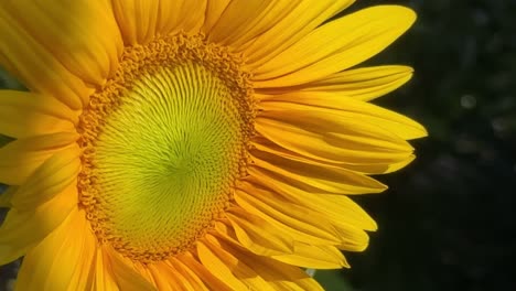 bright yellow sunflower in garden