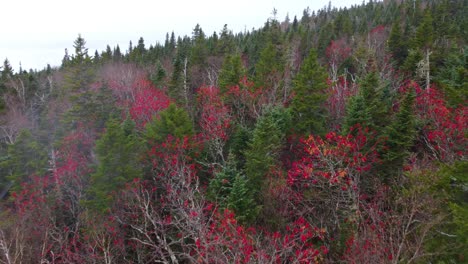 Overhead-of-mixed-coniferous-and-deciduous-forest-as-first-snow-falls