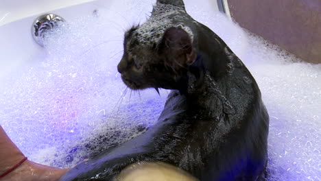 cat spa day