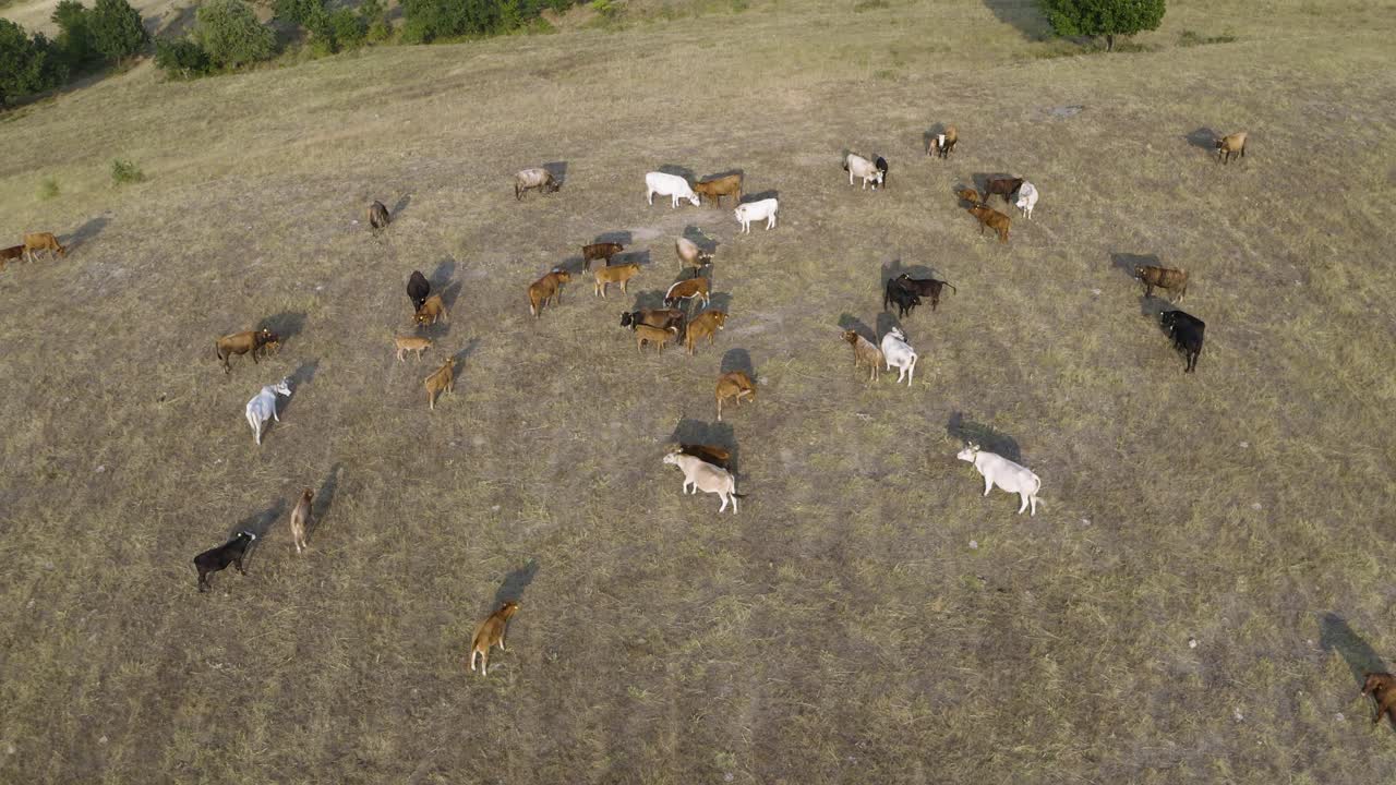 시골 농장 목초지에 있는 시멘탈 애버딘 고기 소 떼, 공중 드론