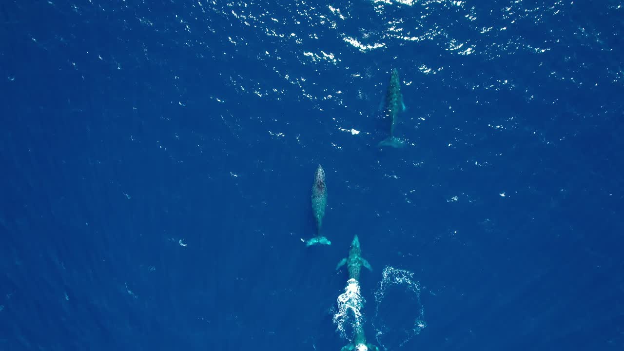 맑고 푸른 바다 물 속에 있는 혹등고래 떼