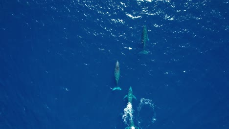 Una-Manada-De-Ballenas-Jorobadas-En-El-Agua-Azul-Clara-Del-Océano---Vista-Aérea-Directa-Hacia-Abajo