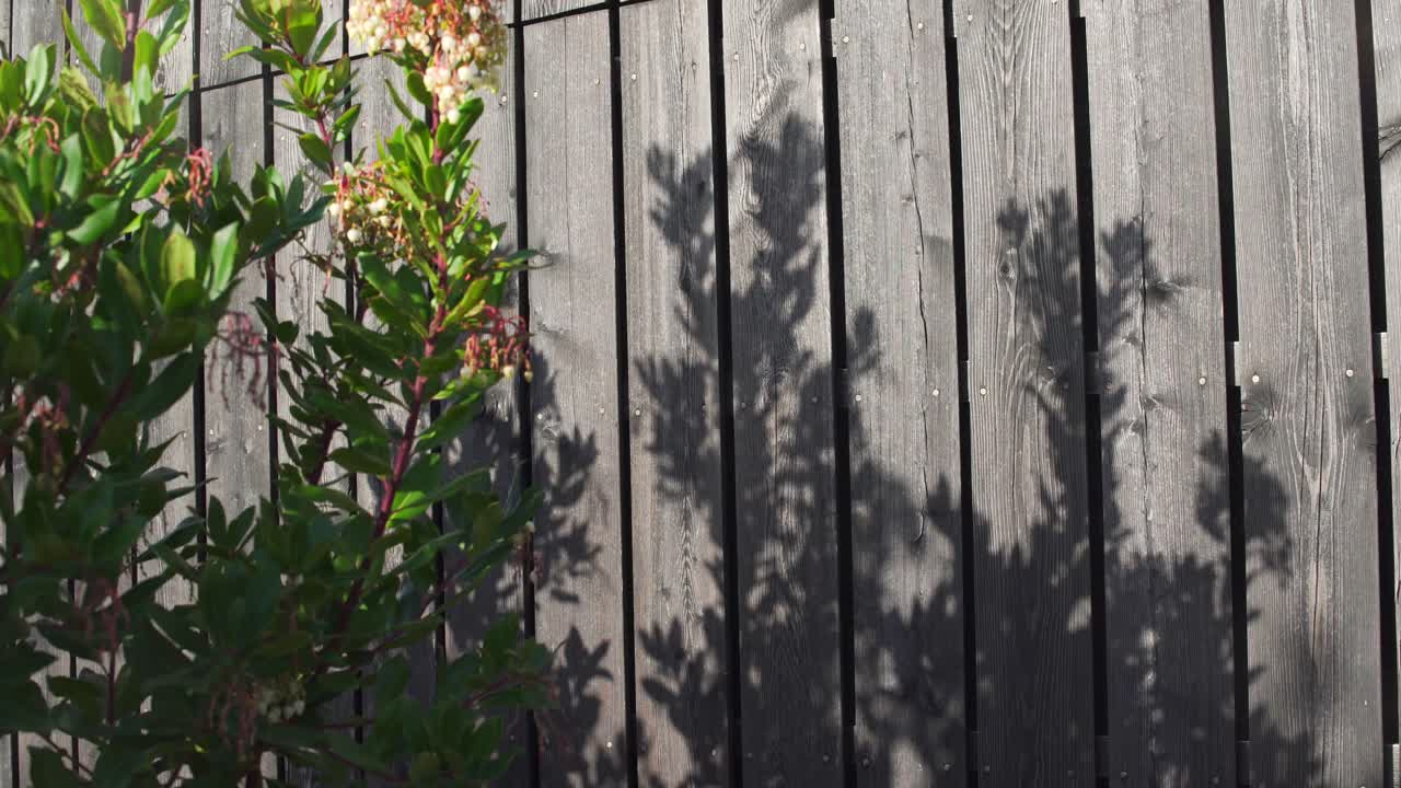 Moving shadow of a plant projected on a wooden fence. Sun casting a shadow of a tree and its flowers