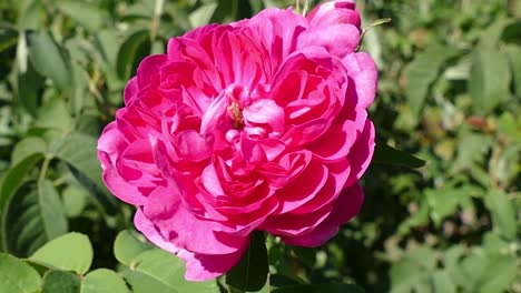 a single pink rose taken at a botanical garden in southern california, usa