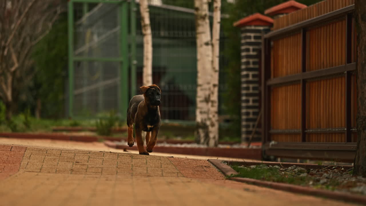 cachorro malinois belga corriendo en cámara lenta.
